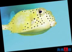 廈門海底世界內設有五個特色展區(qū)