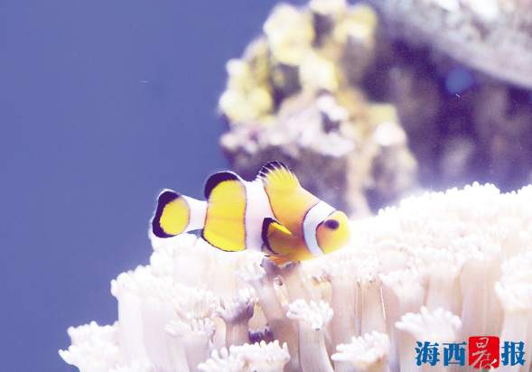 廈門海底世界內(nèi)設(shè)有五個(gè)特色展區(qū)(圖5) 廈門海底世界內(nèi)設(shè)有五個(gè)特色展區(qū)(圖5)