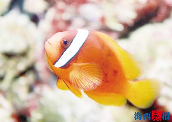 廈門海底世界內(nèi)設(shè)有五個(gè)特色展區(qū)(圖7) 廈門海底世界內(nèi)設(shè)有五個(gè)特色展區(qū)(圖7)